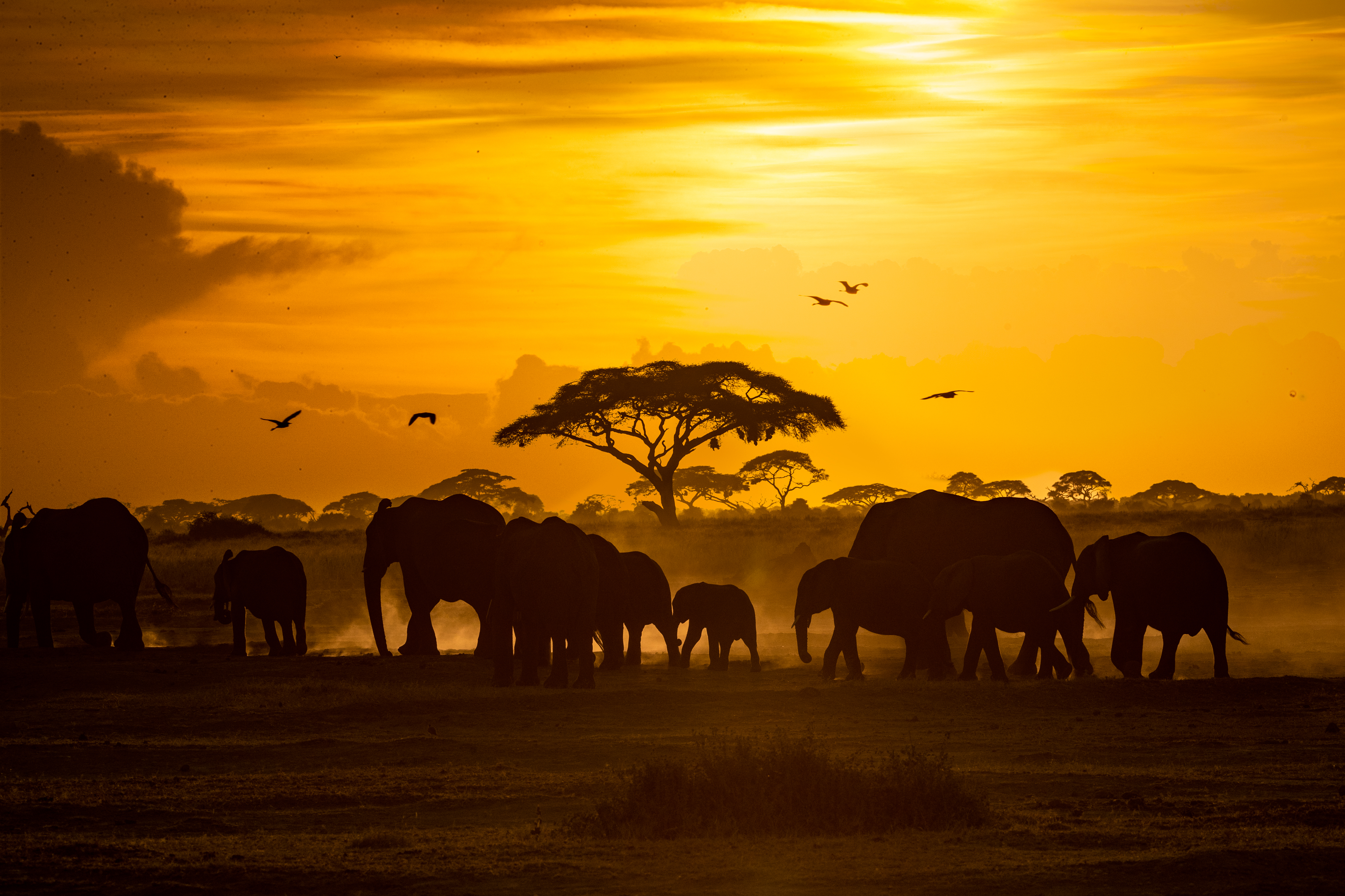 Expert guide with safari guests
