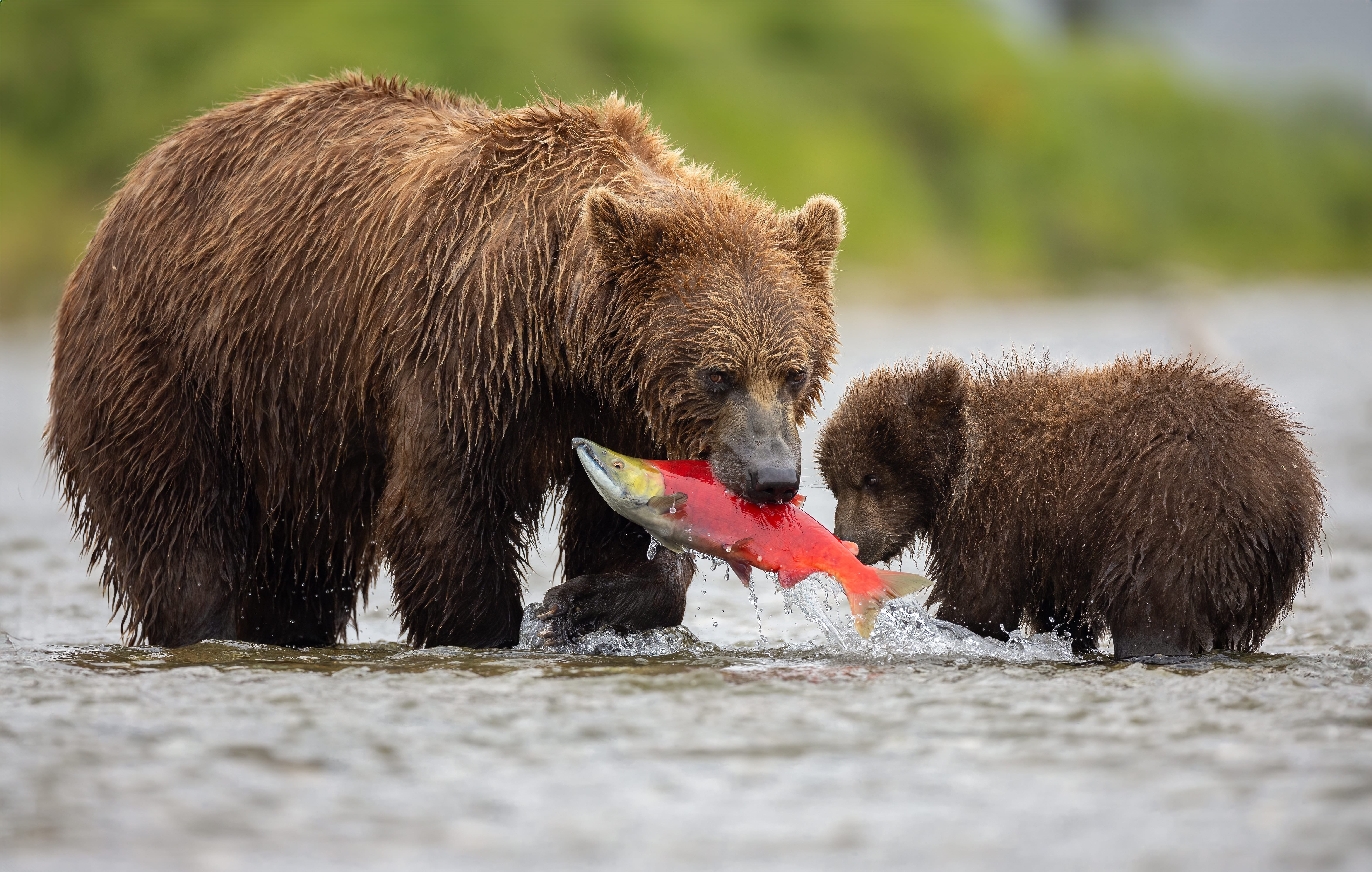 Majestic Alaskan brown bear roaming in pristine wilderness during wildlife viewing excursion