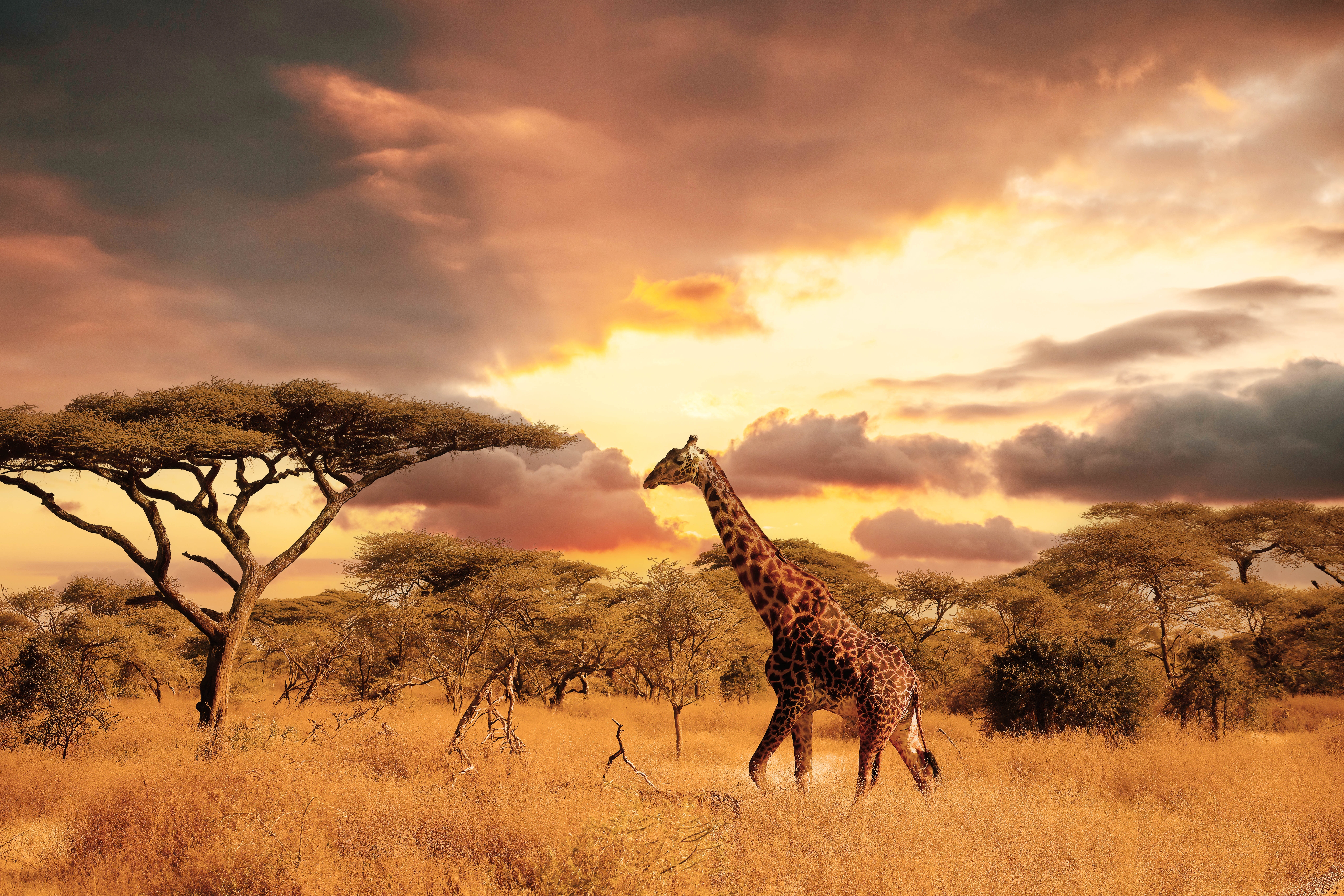 SAFARIS