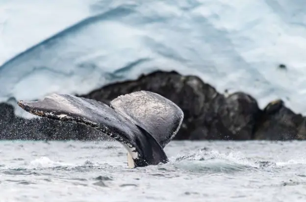 Antarctica Slider 5
