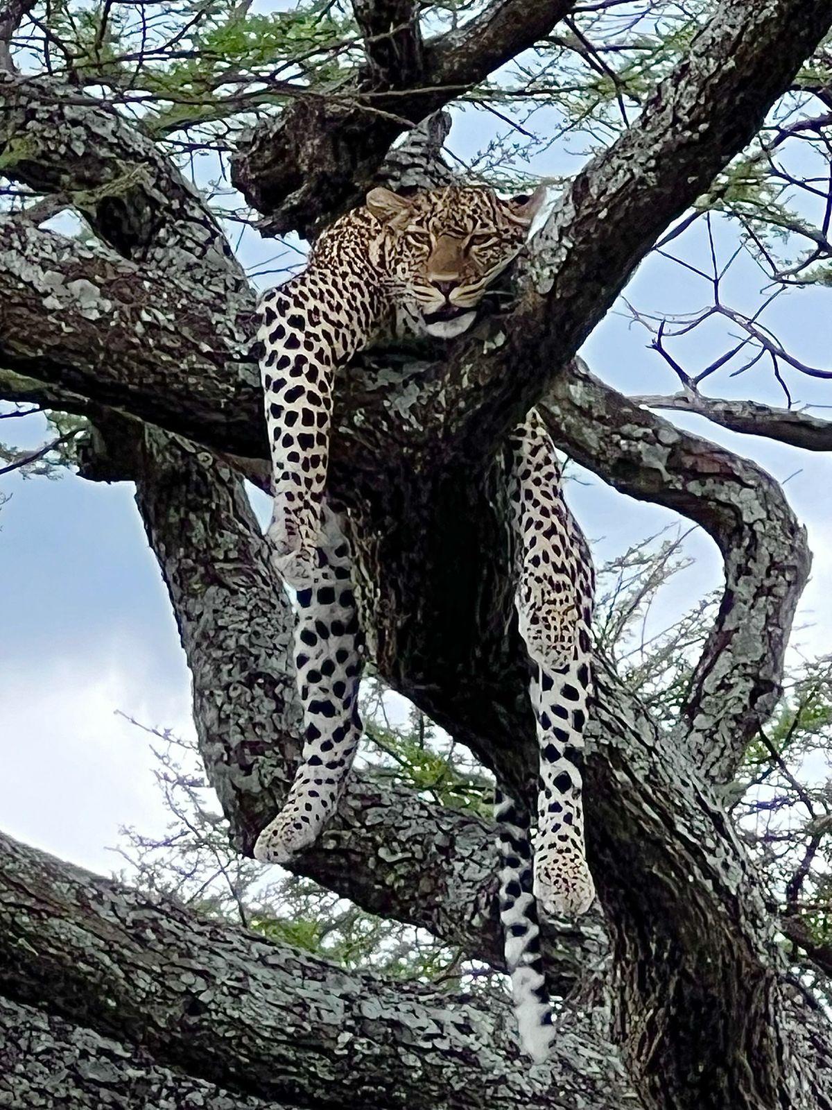Wildlife research programs