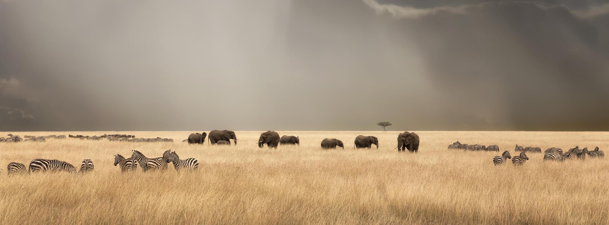 Tanzania Great Migration