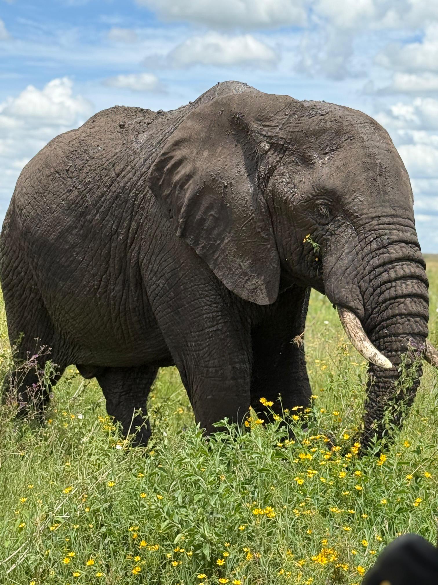 Tanzania Safari