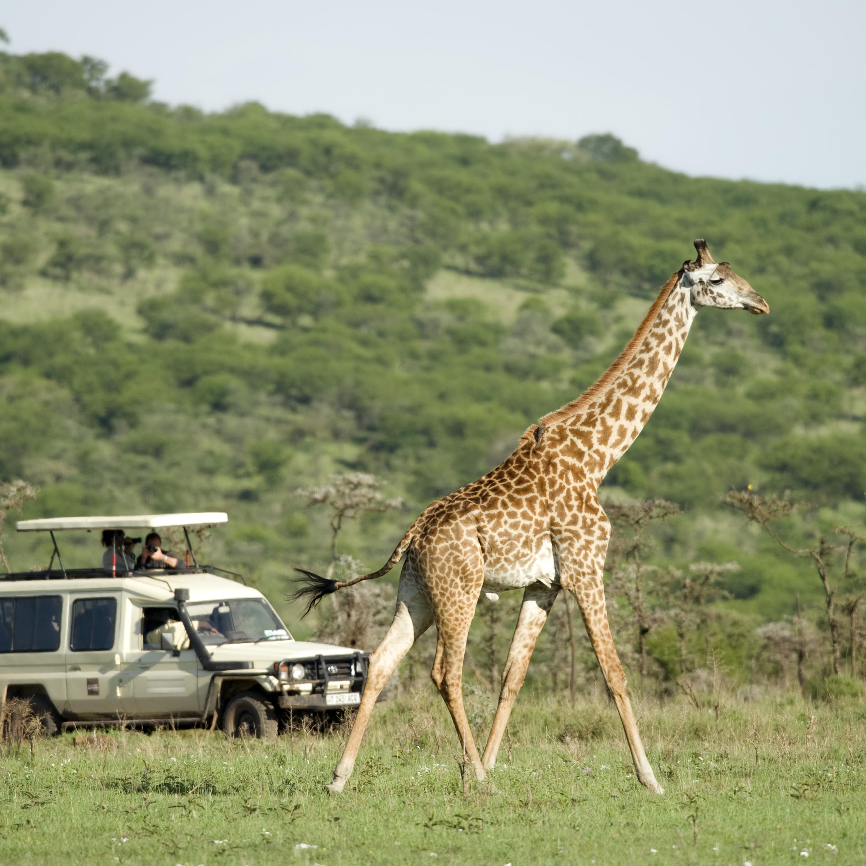 Safari Landscape