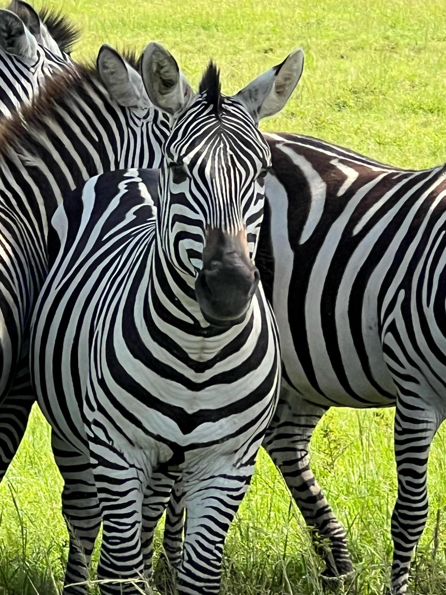 Kenya Wildlife