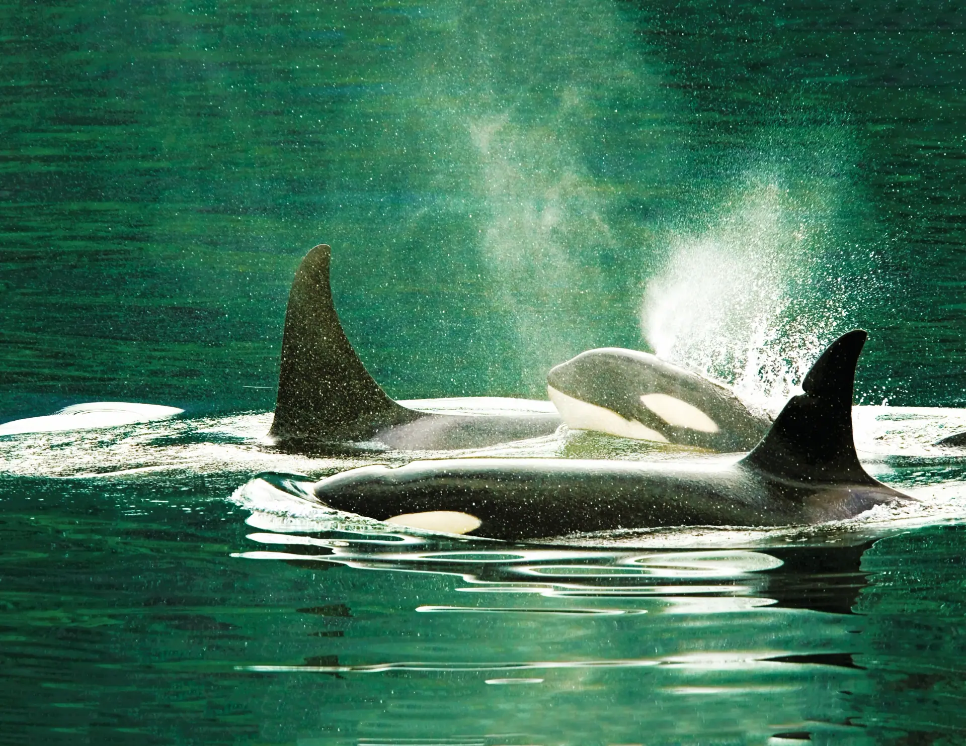 Pod of orcas surfacing off Vancouver Island, British Columbia
