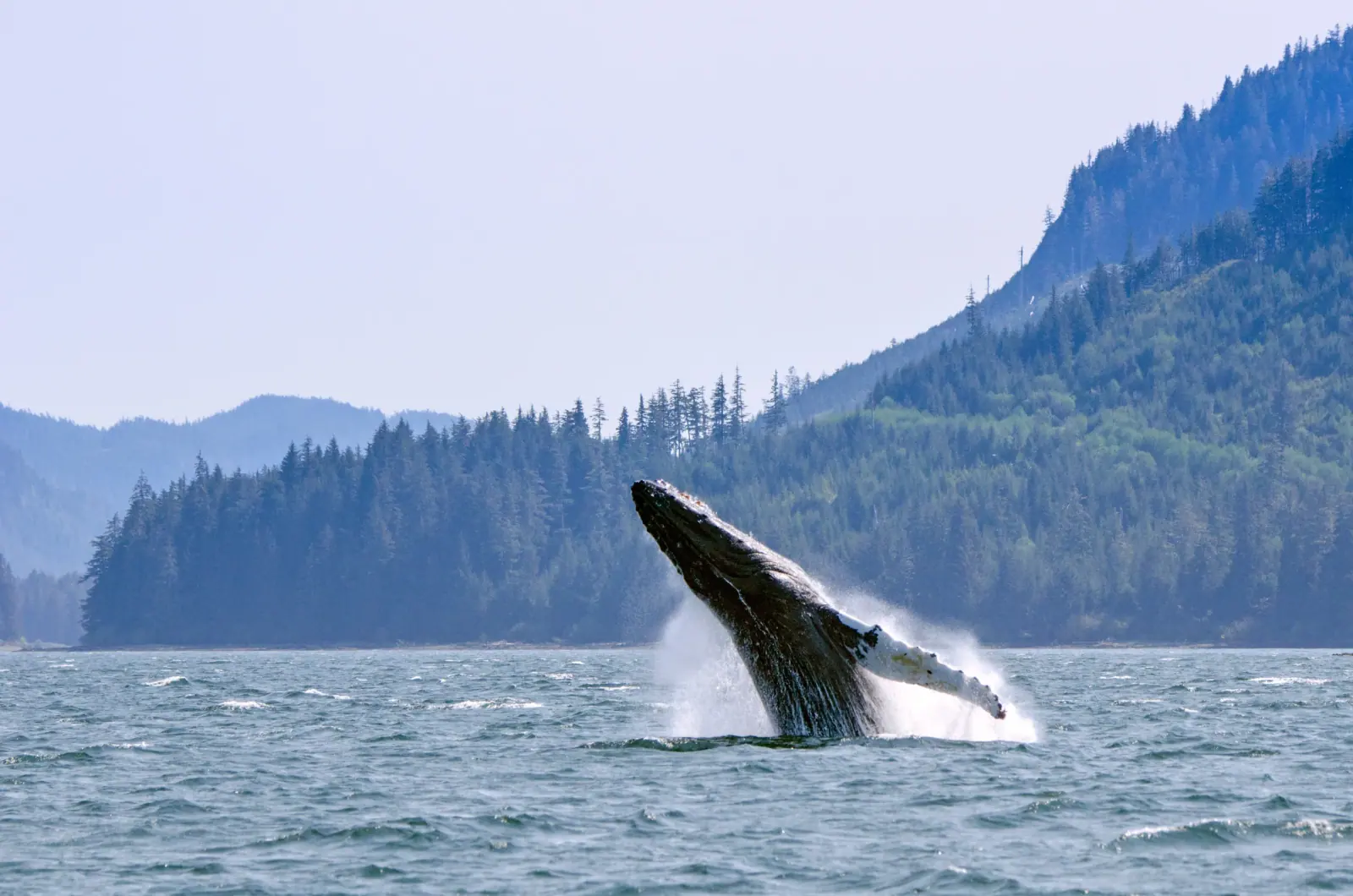 Humpback Whales off Alaska