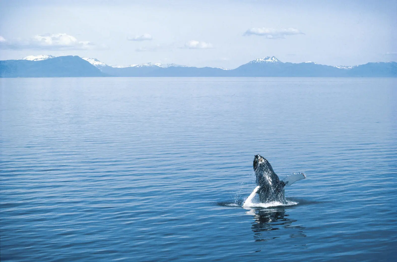 Whales & Marine Mammals