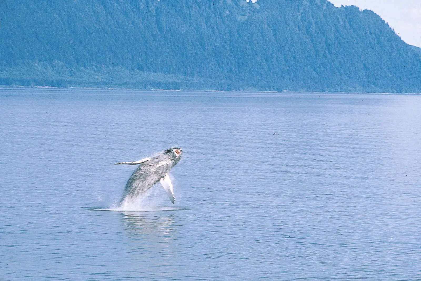 Humpback Whales Breaching in the Fjord