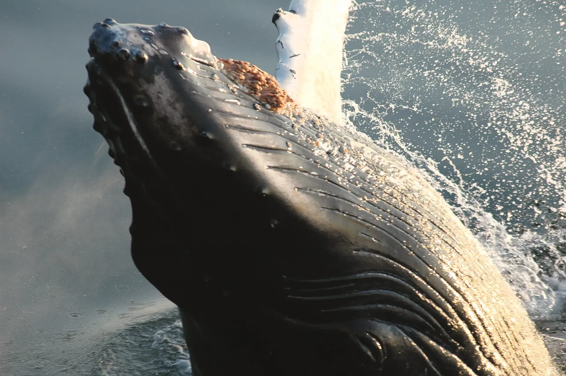 Humpback whale breaching at the water's surface