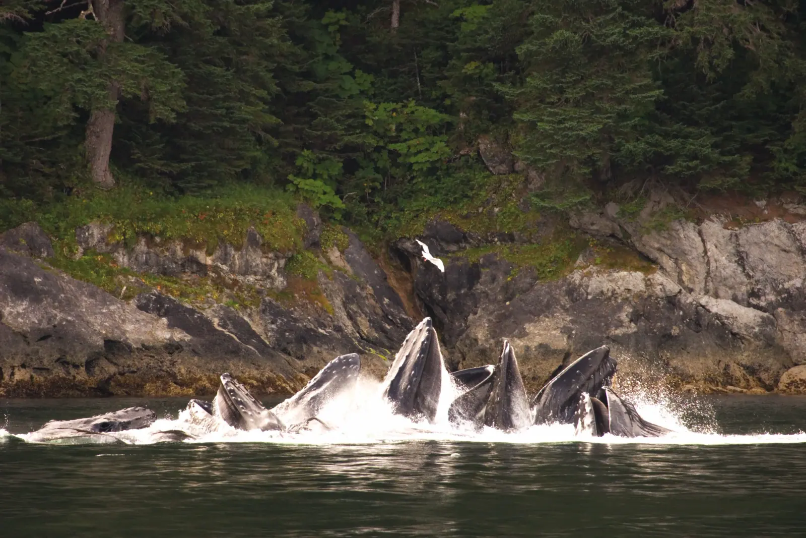 Humpback Whales & Bubble-Net Feeding