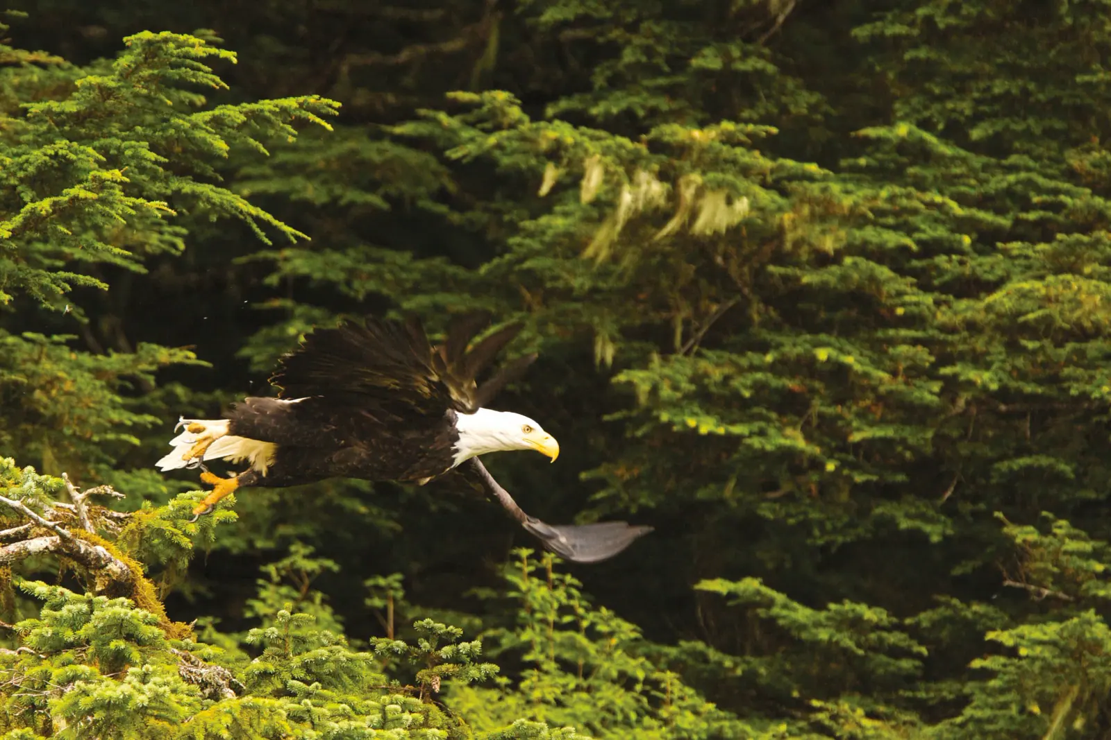 Bald Eagle Perched in the Rainforest Canopy