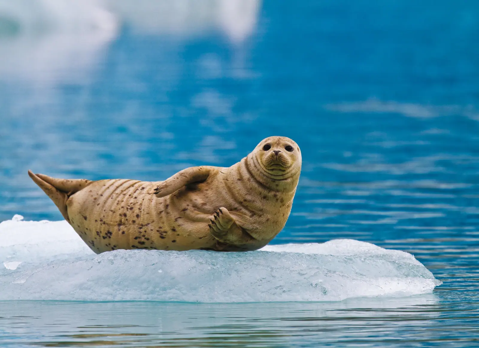 Polar Bears on Pack Ice
