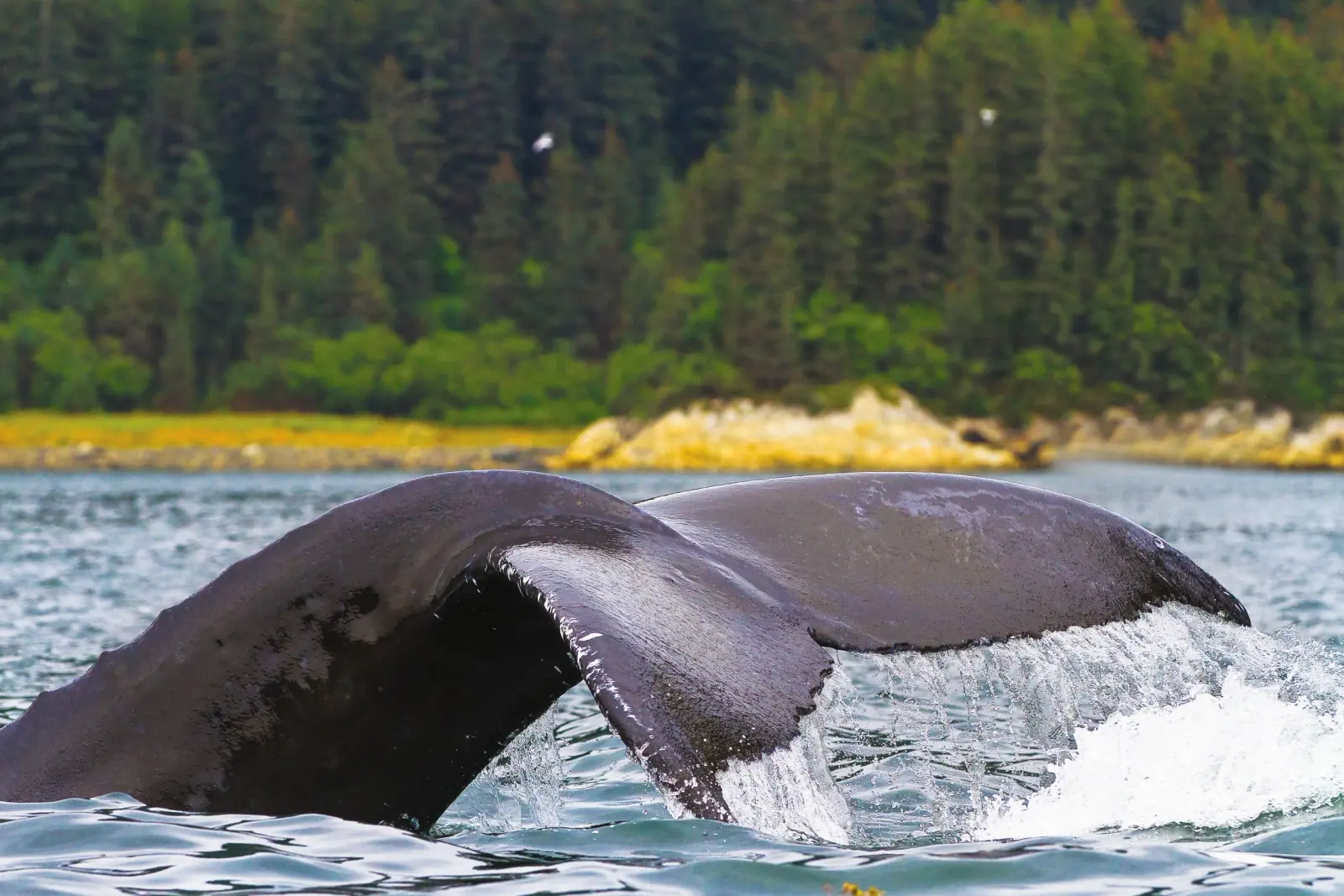 Marine Giants: Walruses & Whales