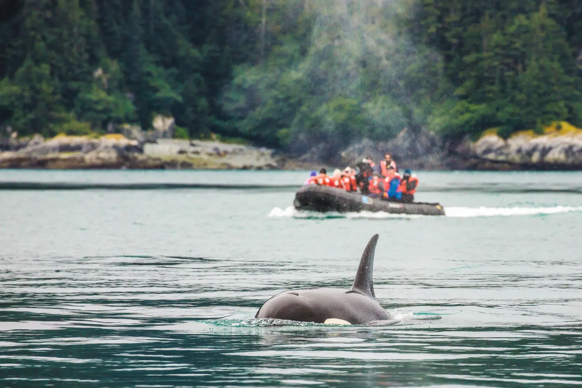 Orca surfacing in front of an expedition Zodiac full of guests