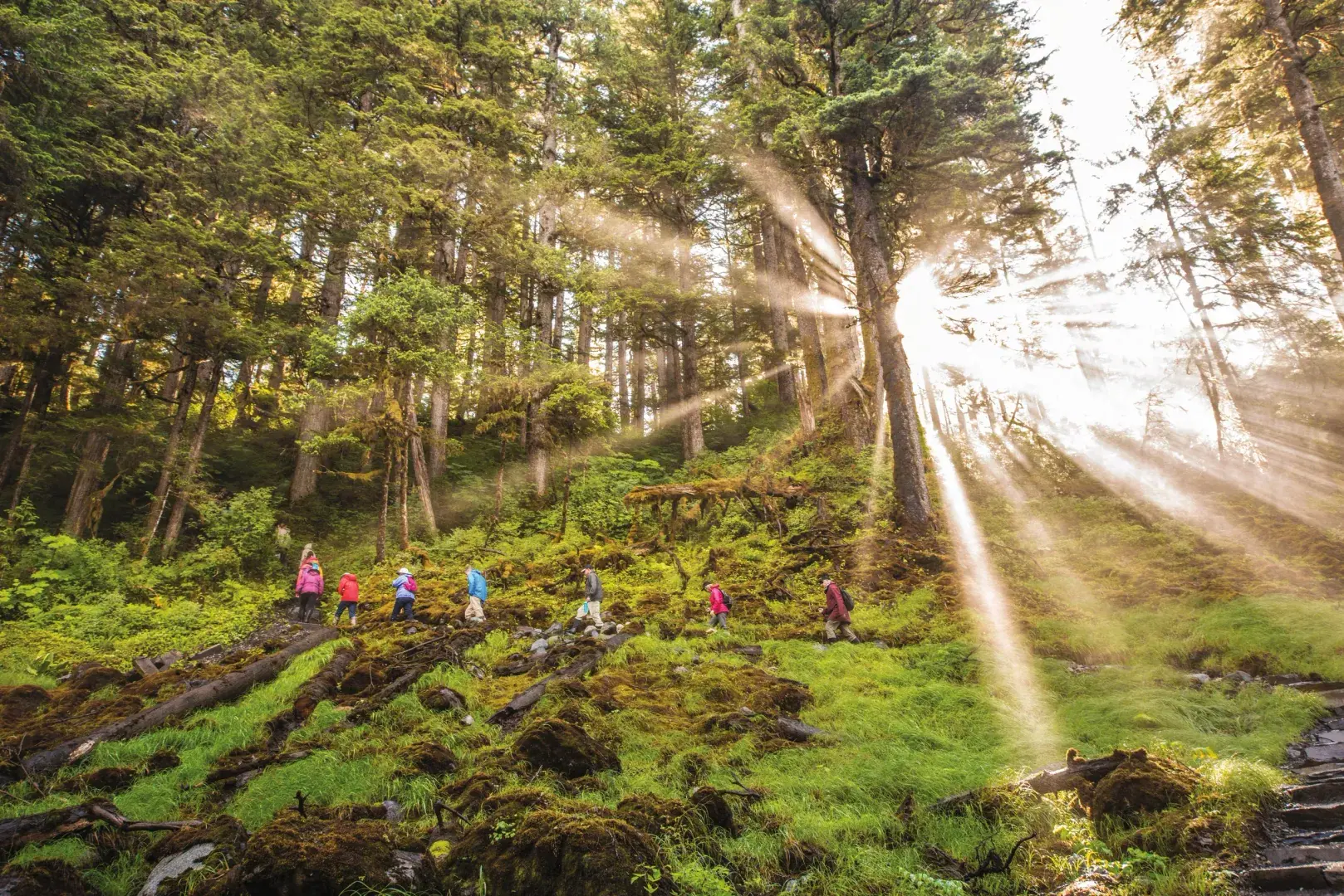 Expedition guests hiking through a sunlit old-growth rainforest