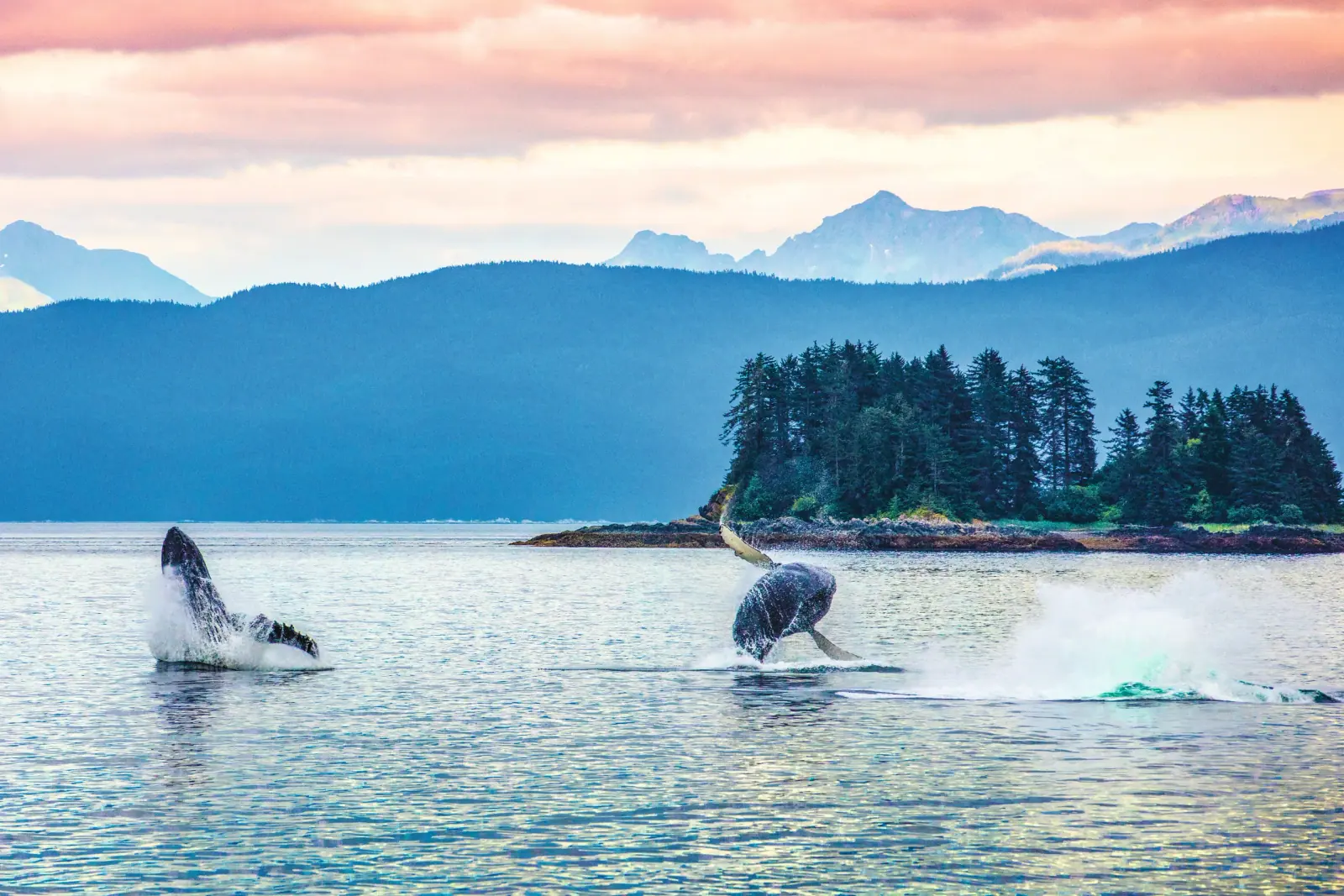 A Lindblad Baja Whale Cruise Is an Expedition Into One of Mexico's Most Remarkable Marine Environments — Not a Whale-Watching Vacation