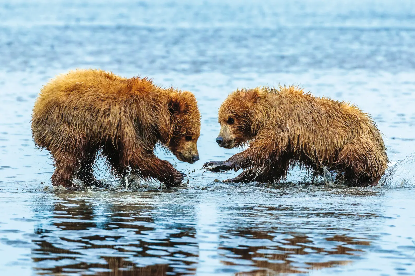Lindblad Alaska Expedition Cruises