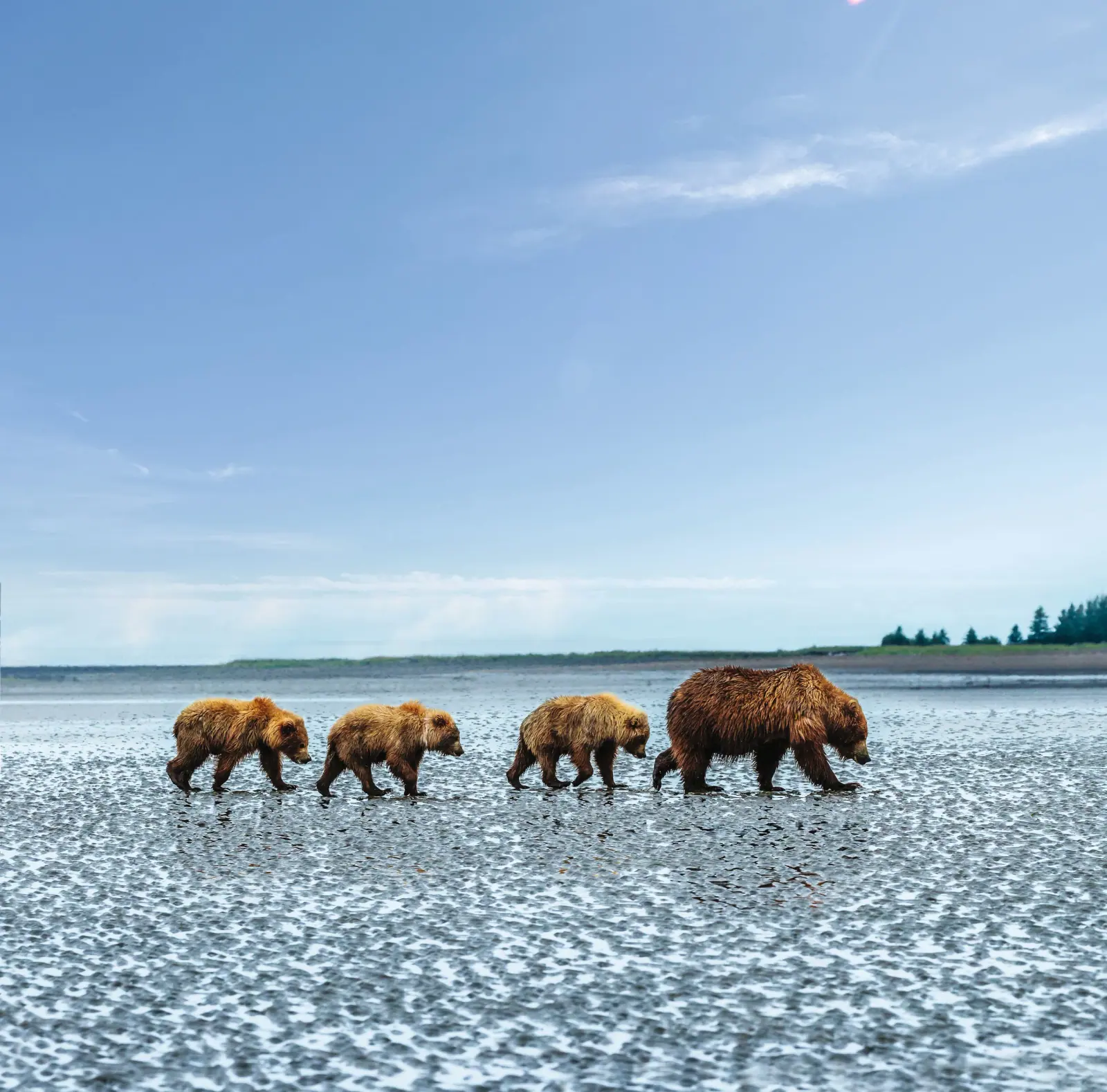 Coastal Brown Bears Foraging on Tidal Flats