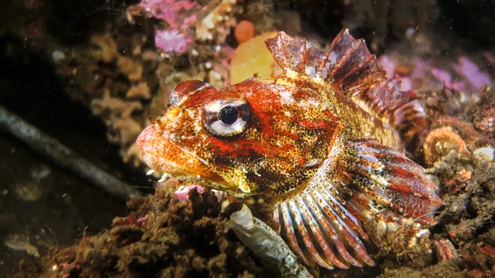 Undersea ROVs & Glass-Bottom Boats