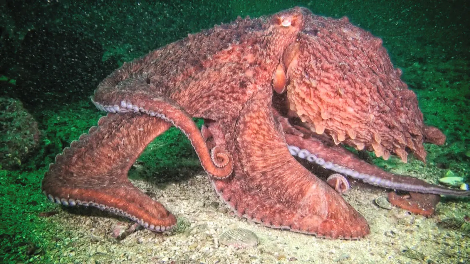 Undersea Specialists & Deep-Sea ROVs
