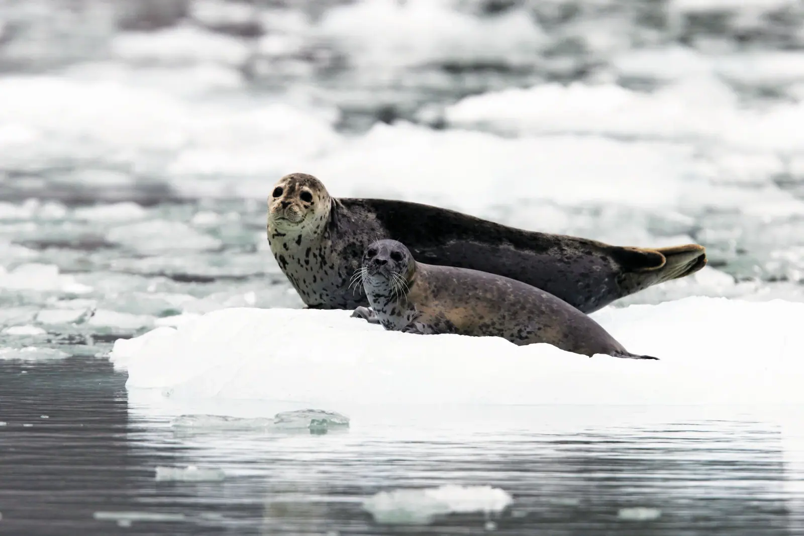 Antarctic Predators & Ice Seals