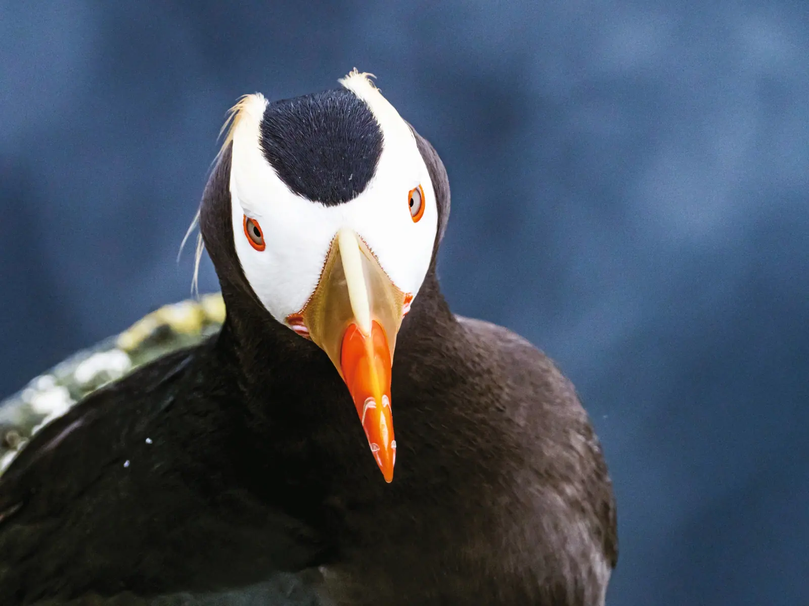 Lindblad Arctic Cruises