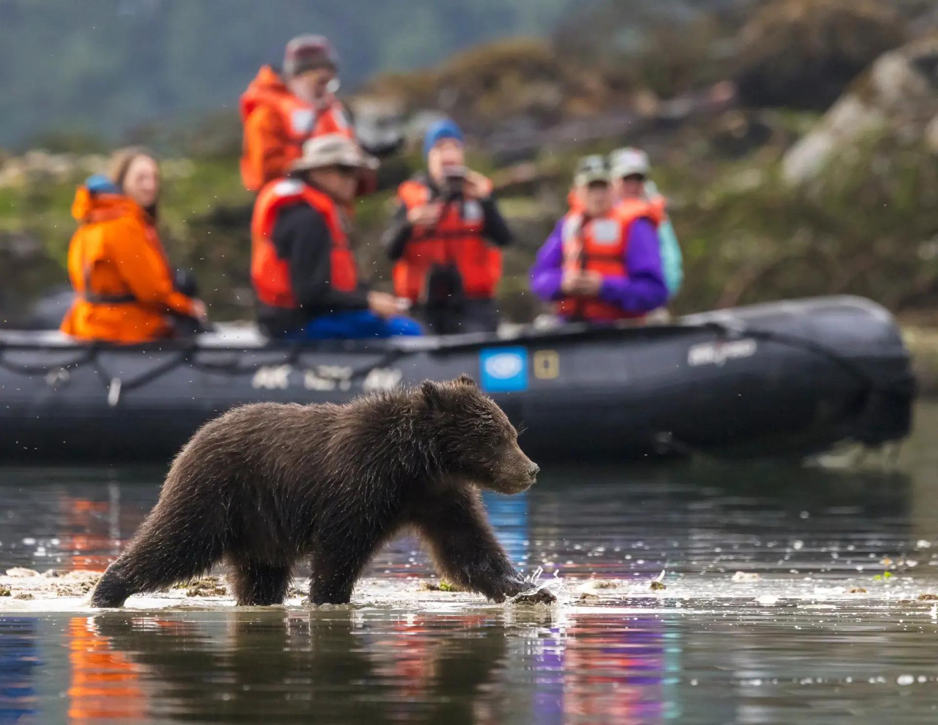Young brown bear walking past an expedition Zodiac in Saltchuck Bay, Alaska