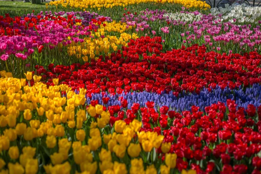 The Magic of Keukenhof Gardens