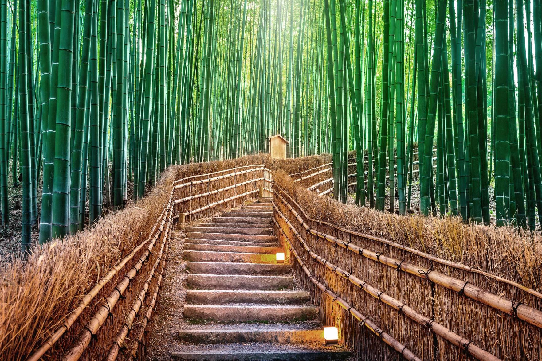 Arashiyama bamboo forest pathway in Kyoto Japan immersive experience curated by Angela Hughes