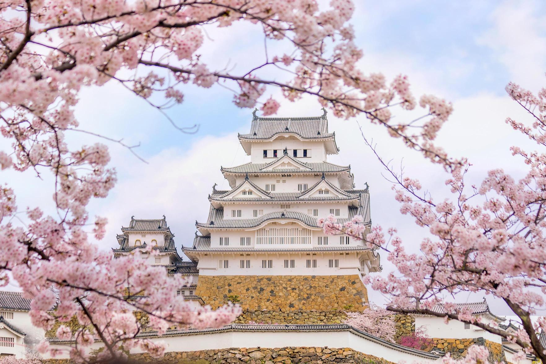 Cherry Blossoms in Japan