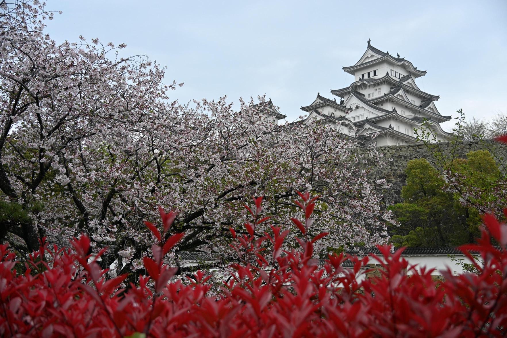 Himeji Castle surrounded by sakura cherry blossoms in Japan part of a luxury itinerary designed by Angela Hughes