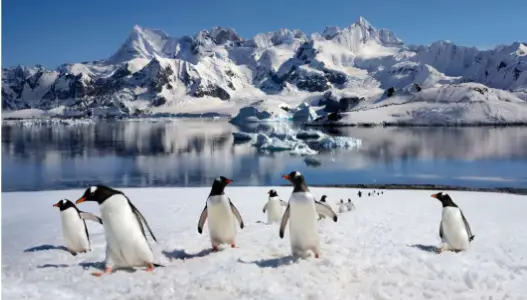 Ponant Antarctica expedition cruise