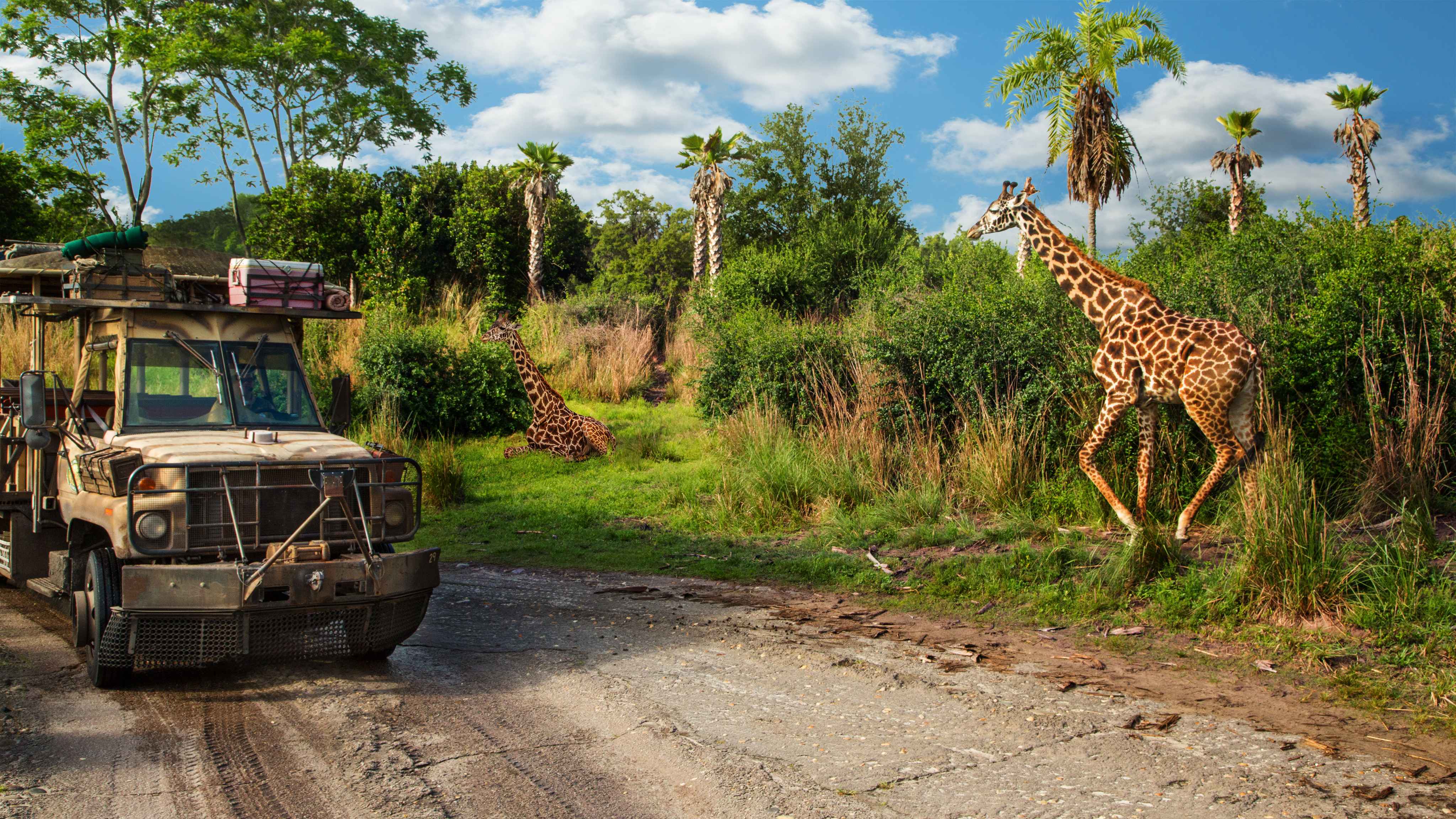 Safari