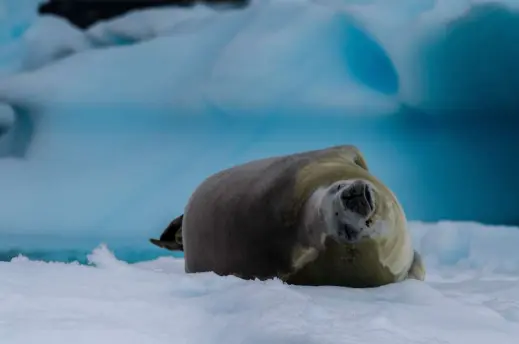 Antarctica Slider 2