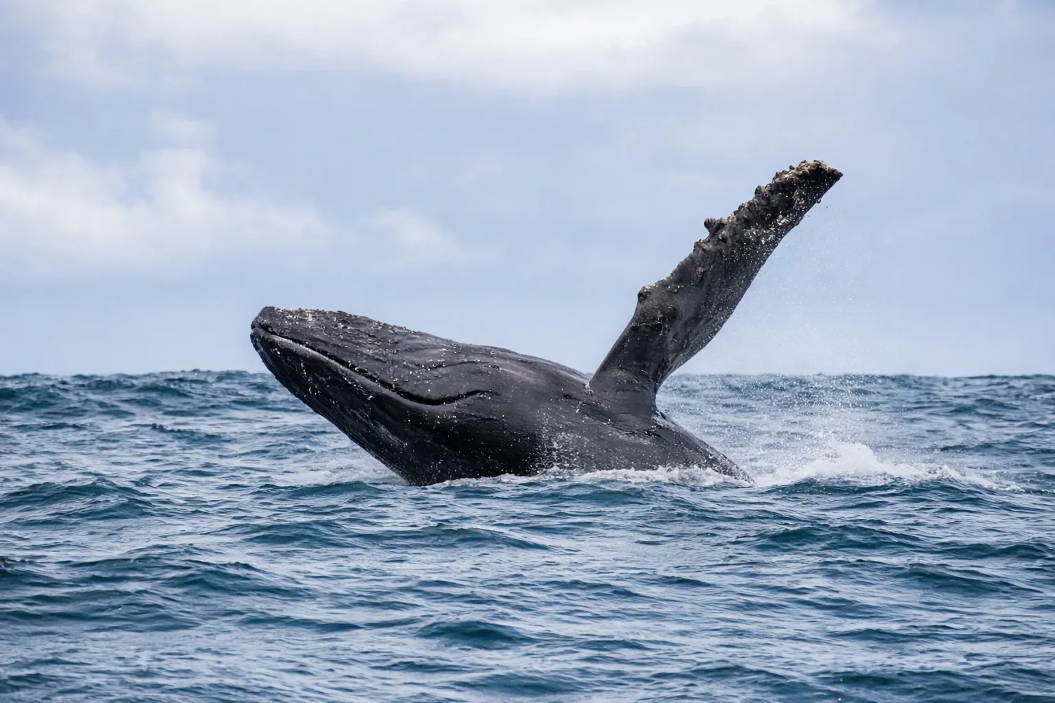 Humpback whale breaching out of the ocean with water splashing around its body in open sea