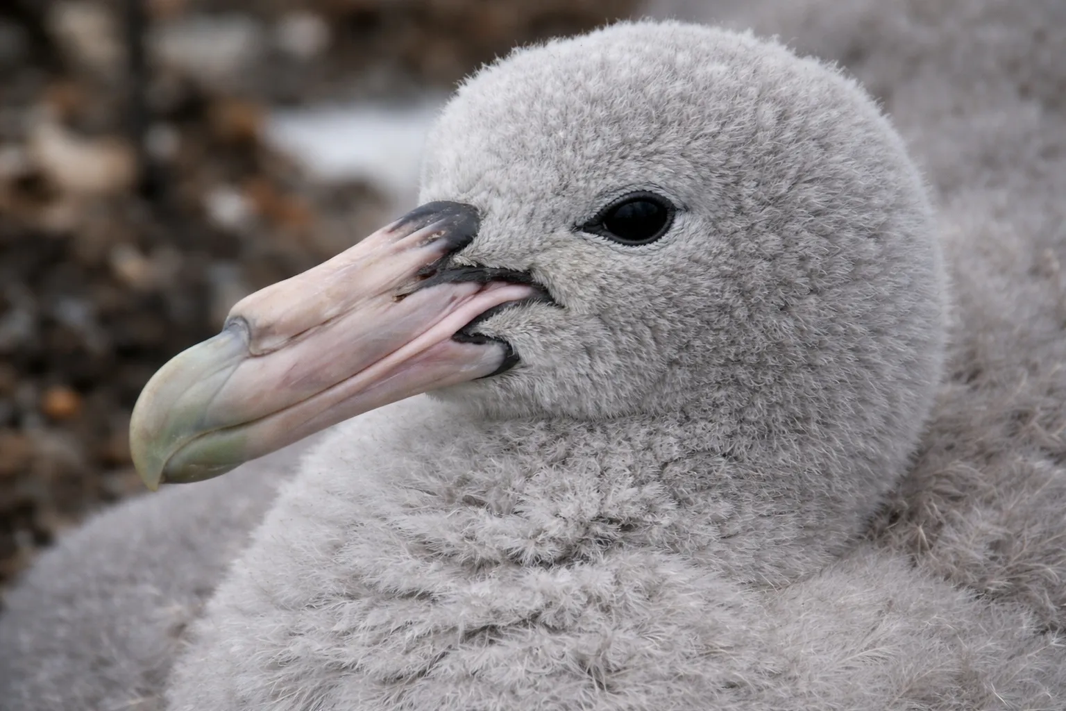 Close-up of a fluffy Antarctic seabird chick with soft gray feathers and detailed beak