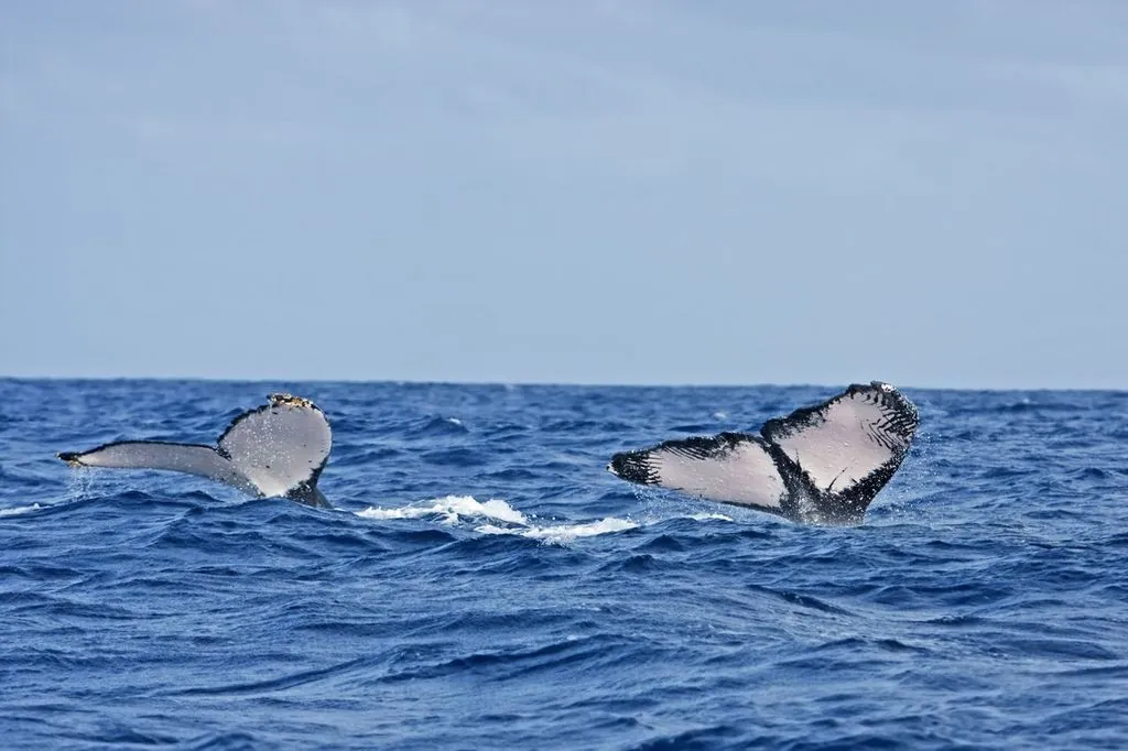 Understanding varying Drake Passage weather and sea conditions