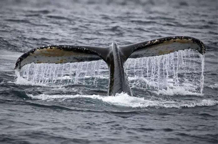 Whale Encounters