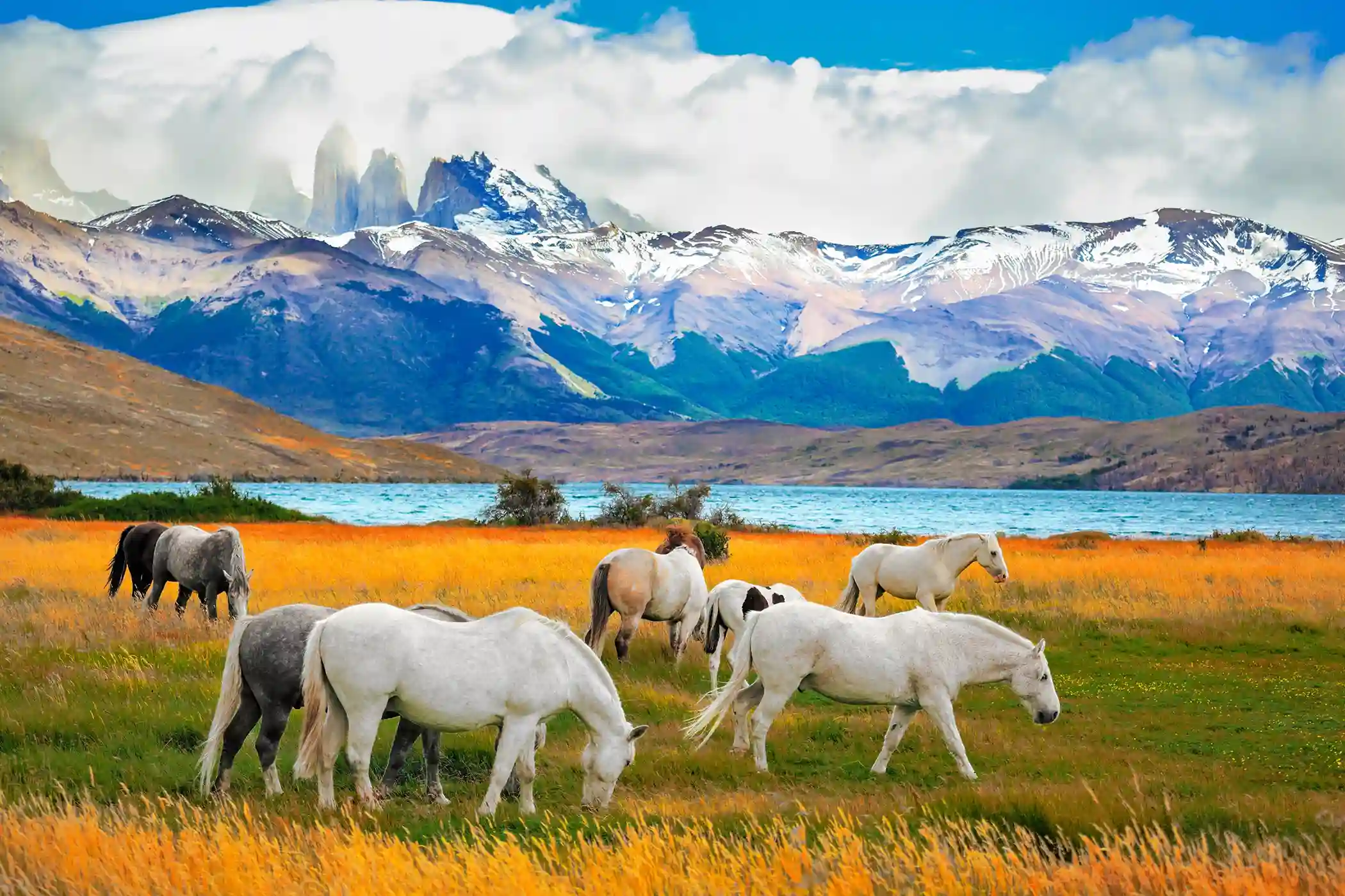 Wildlife