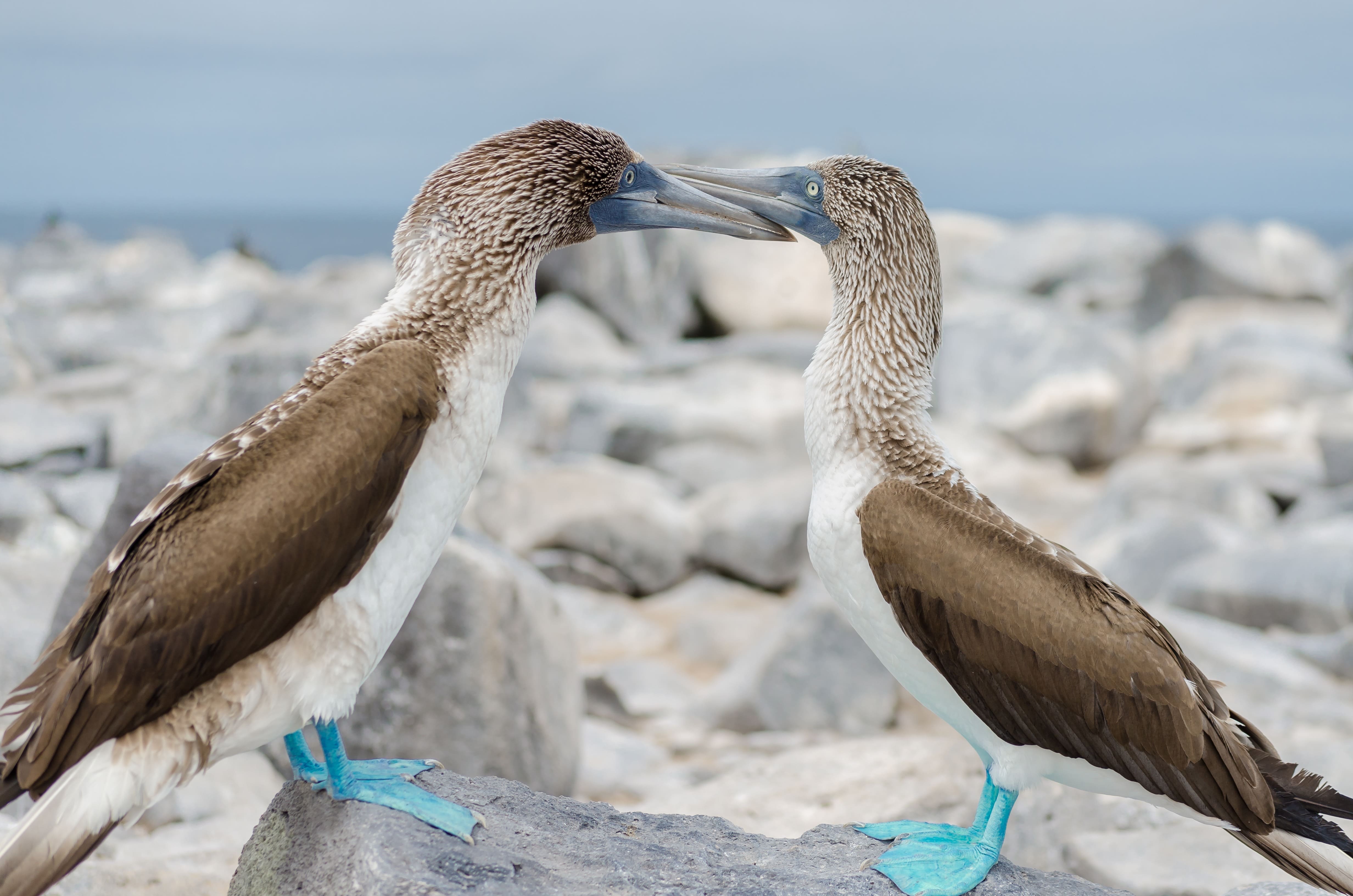 Blue-footed boobies in the Galápagos Islands