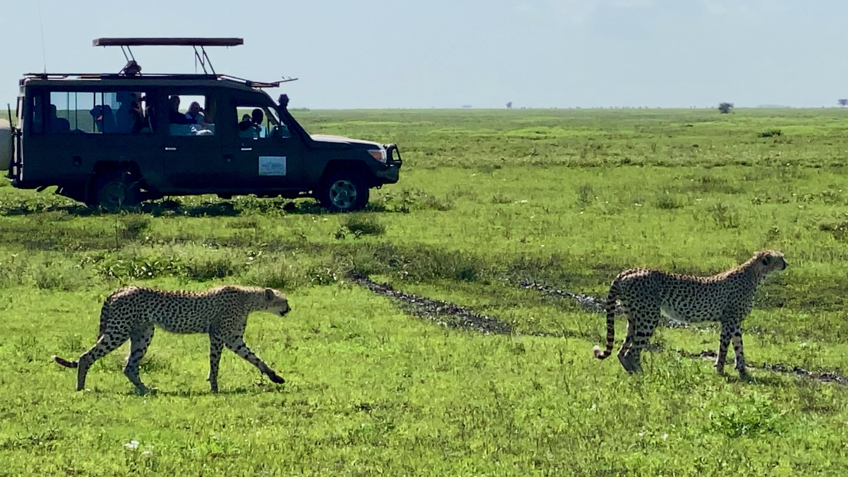 Custom Safaris