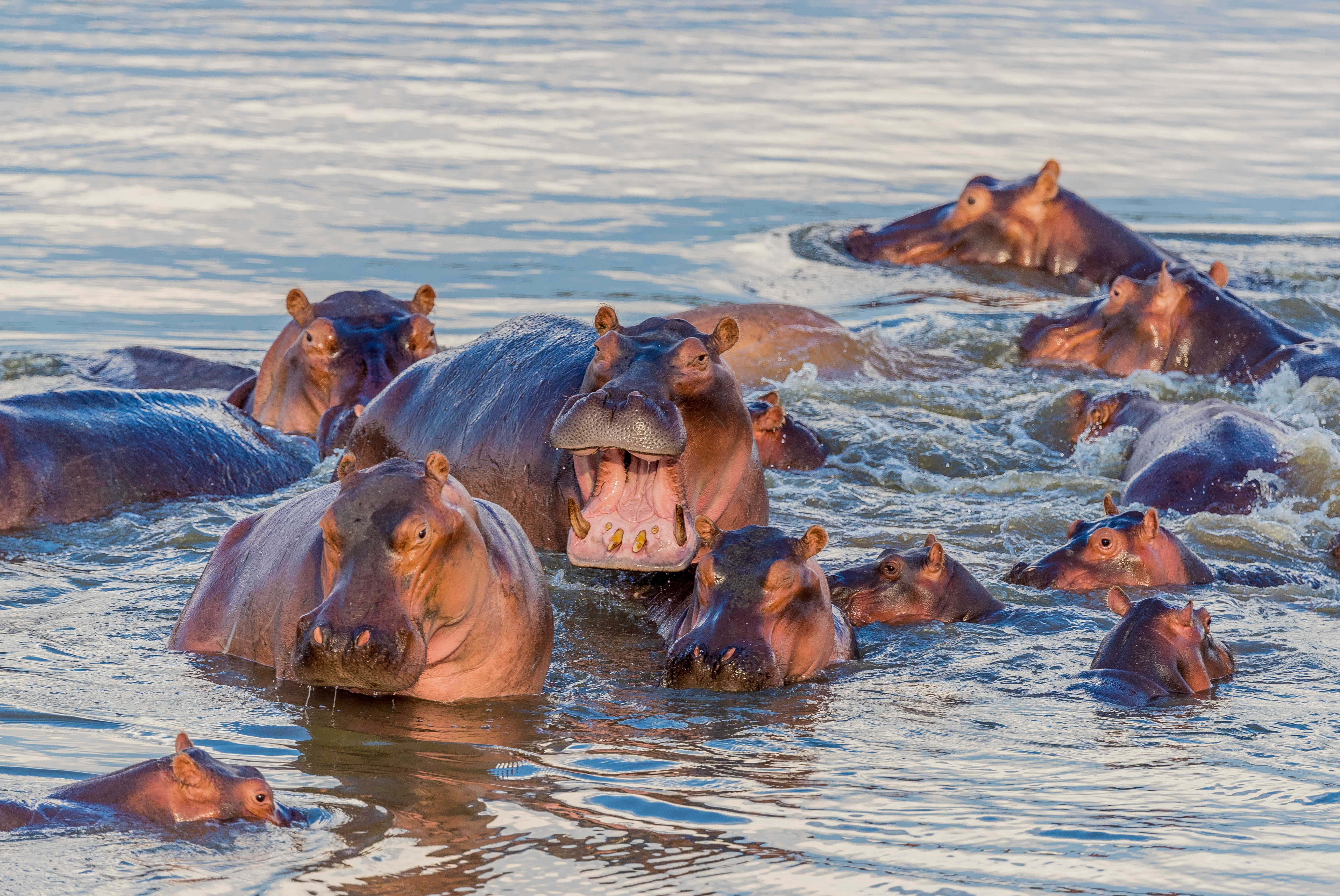 South Africa safari with Cape Town wine country