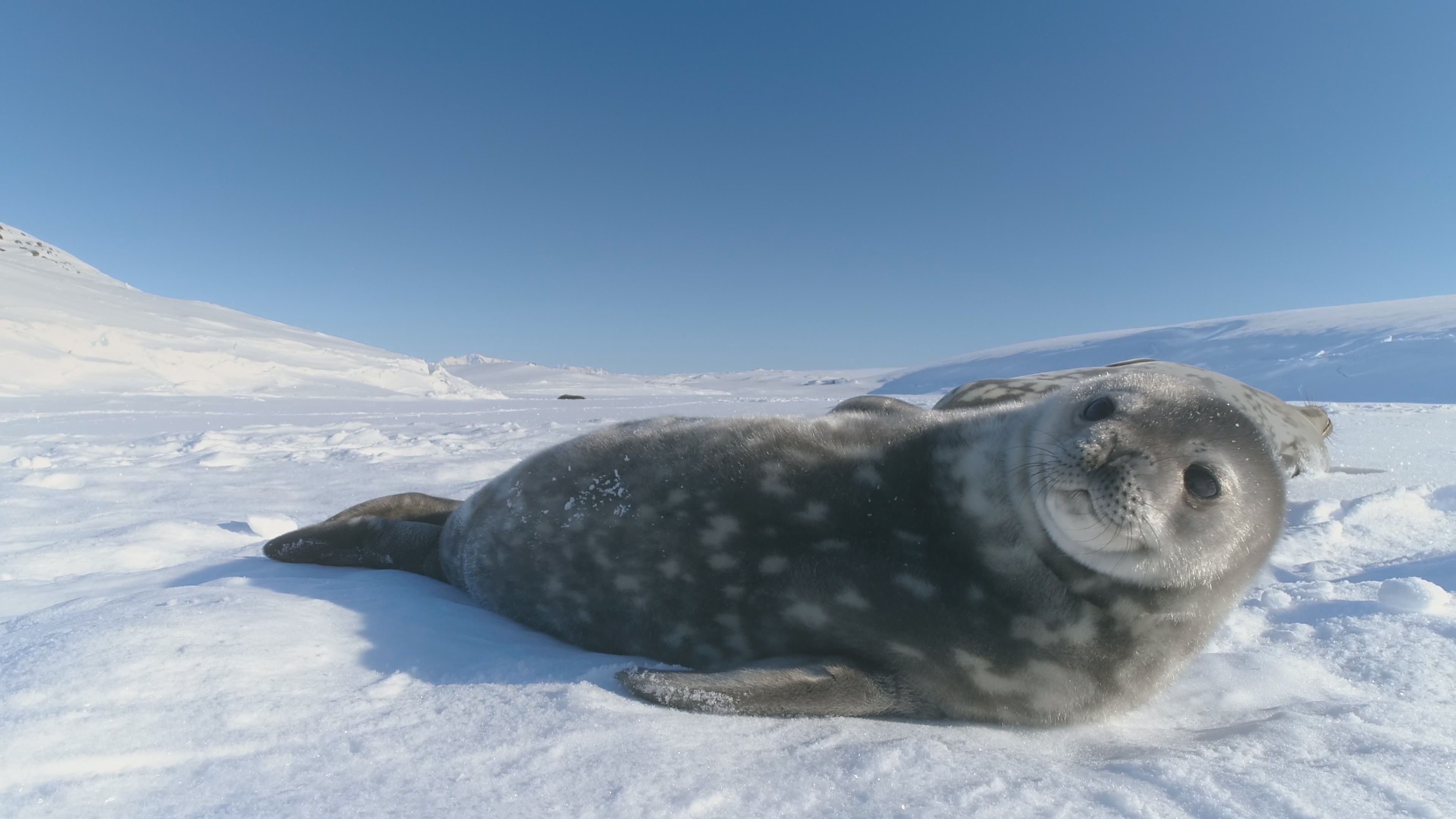 Zodiac in Antarctica with penguins nearby