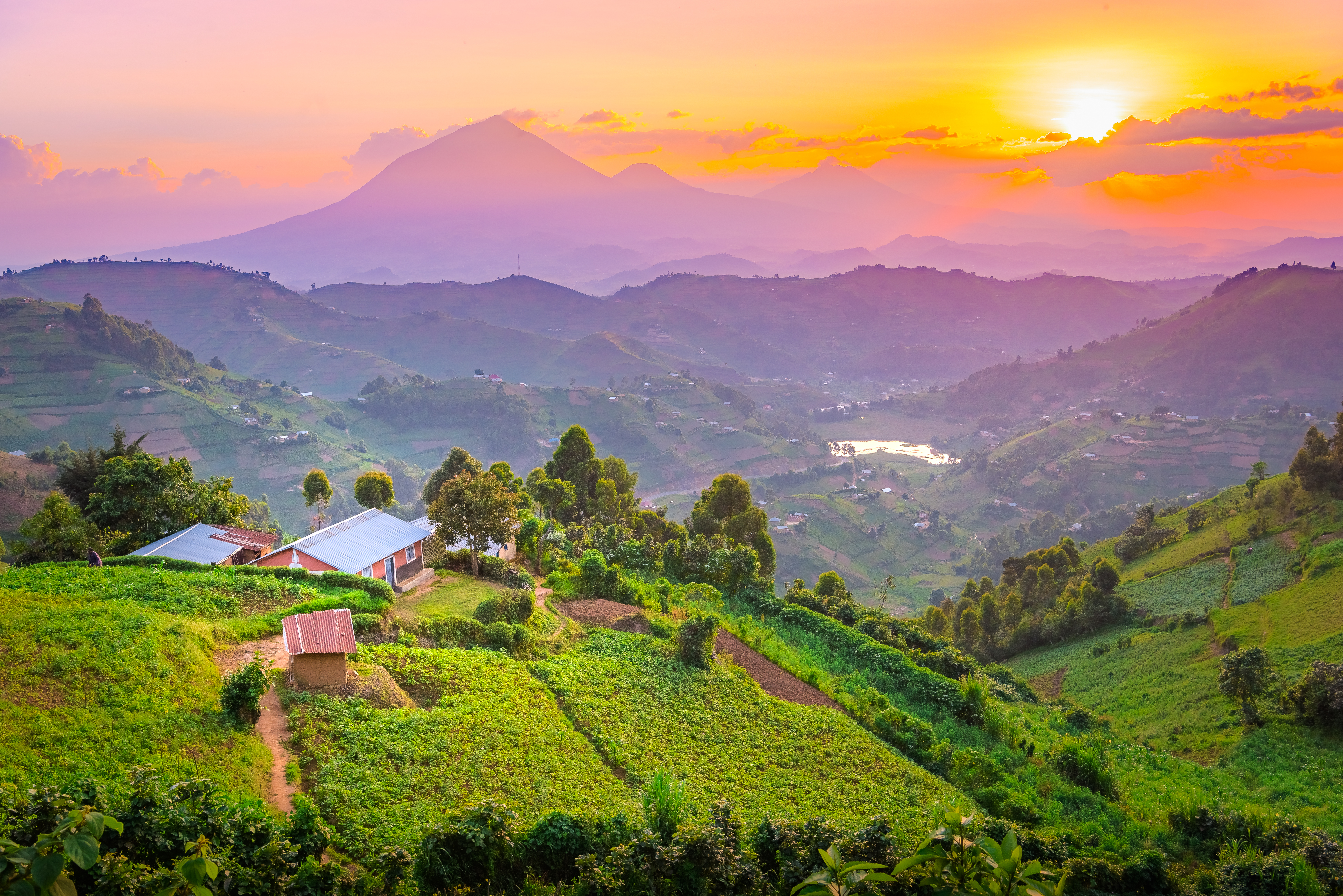 Uganda mountain gorilla and wildlife experience